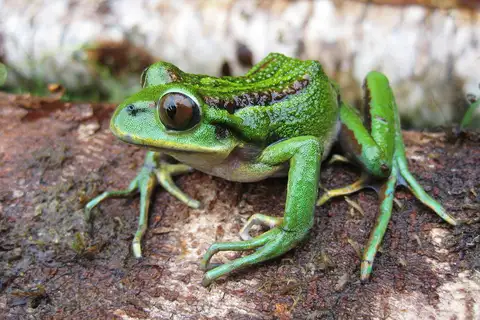 Emerald Forest Frog