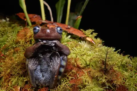 Paisa Frog