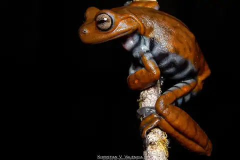 Cordillera central tree frog