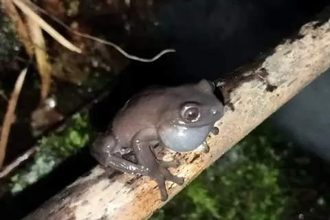 Lynch's Colombian Tree Frog