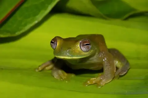 Palmer's Treefrog