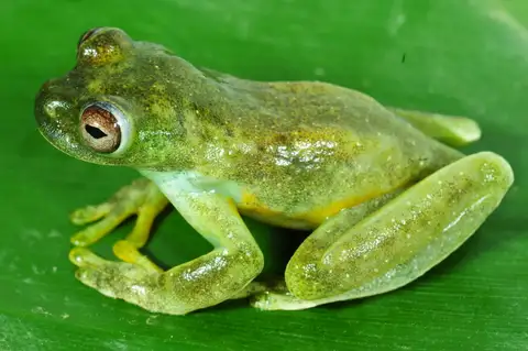 Roque Tree Frog