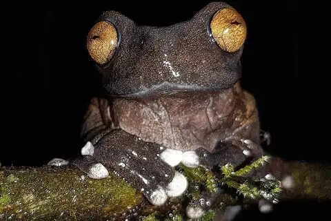 Tapichalaca Tree Frog
