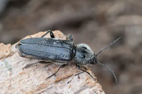 House Longhorn