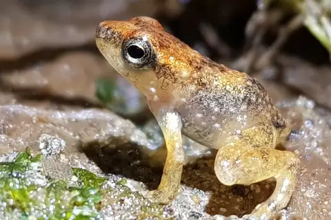 Bocage's Rocket Frog