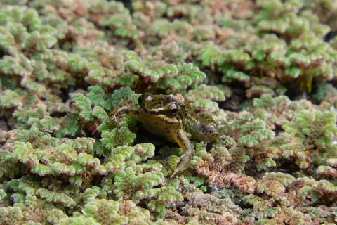 Loja Rocket Frog