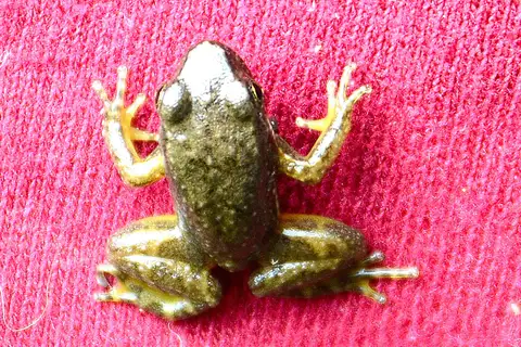 Hyloxalus felixcoperari