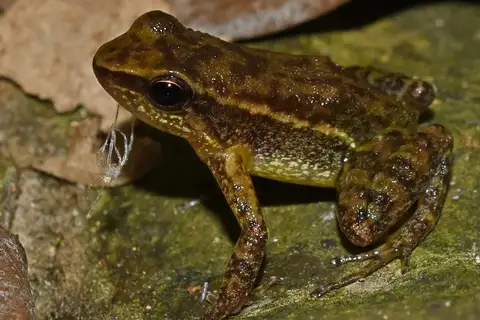 Chimbo Rocket Frog