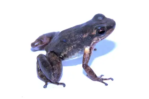 Spotted Rocket Frog