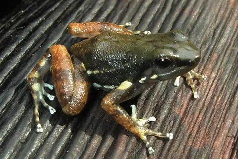 Santa Cecilia Rocket Frog