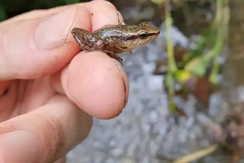Cerca de Tingo Rocket Frog