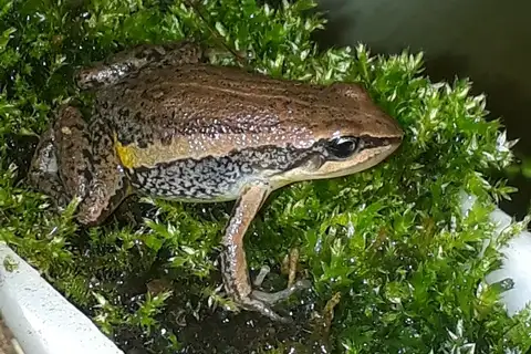 Boulenger's Rocket Frog