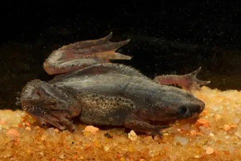 Zaire Dwarf Clawed Frog