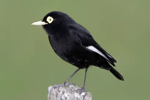 Spectacled Tyrant