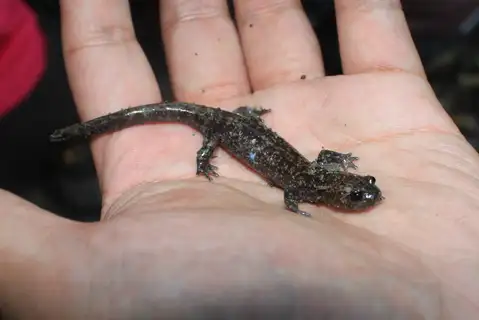 Taiwan Salamander