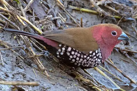 Pink-throated Twinspot