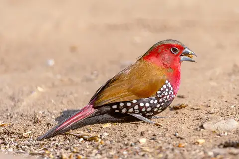 Red-throated Twinspot