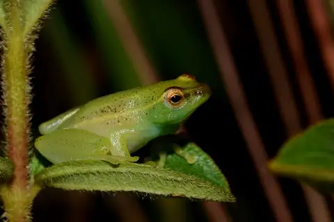 Sprinkled Long Reed Frog