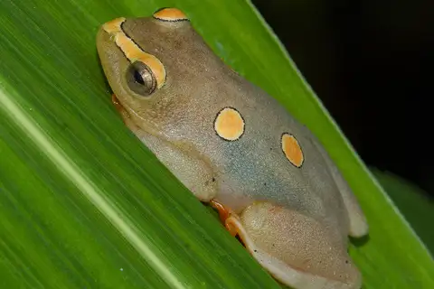 argus reed frog
