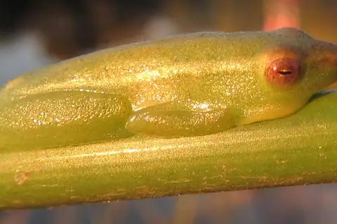 Benguella Reed Frog