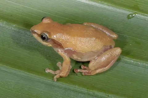 Brown Reed Frog