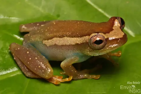 Sierra Leone Reed Frog