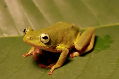 Cinnamon-bellied Reed Frog