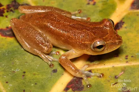 Variable Reed Frog