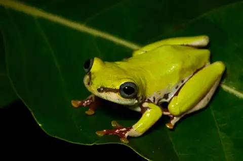 Lime Reed Frog