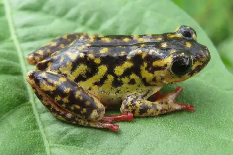 Peters' Reed Frog