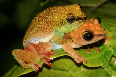 Dotted Reed Frog