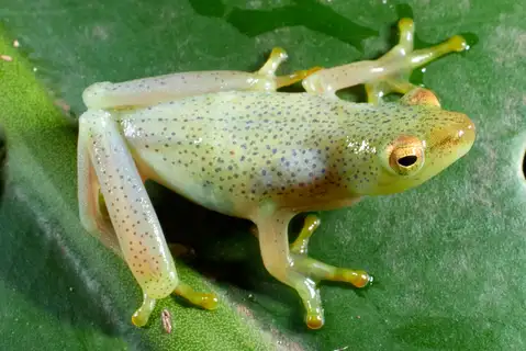 Howell's Reed Frog