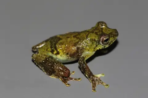 Cross-banded Egg-guarding Frog