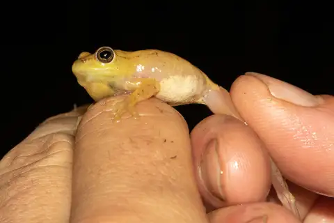 Kachalola Reed Frog
