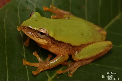 Kivu Reed Frog
