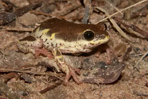 Margined Reed Frog