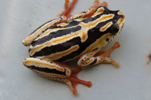 Painted Reed Frog