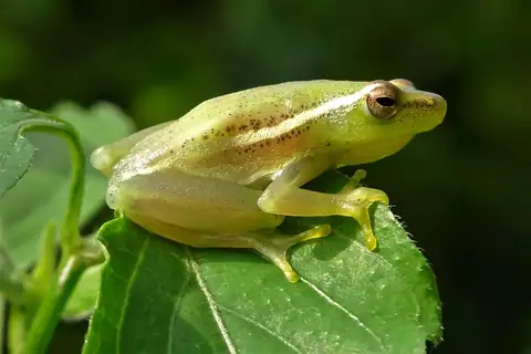 Sharp-headed Reed Frog