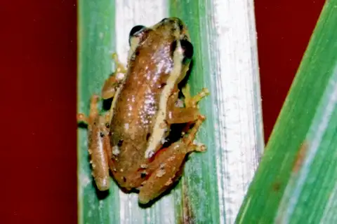 Dwarf Reed Frog