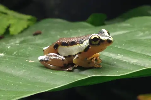 Mitchell's Reed Frog
