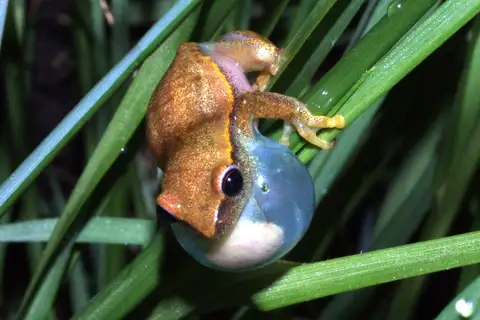 Mountain Reed Frog