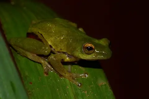 Olive Reed Frog