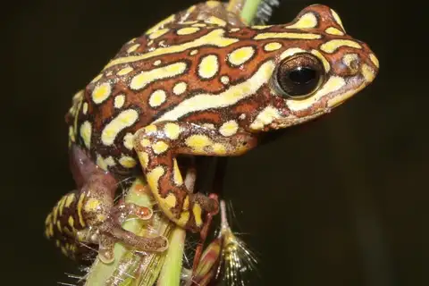 Angolan Reed Frog