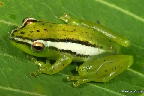 Parker's Reed Frog