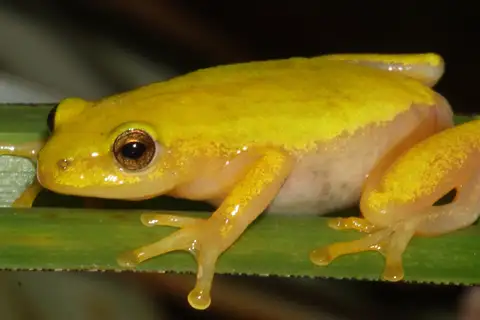 Pickersgill's Reed Frog
