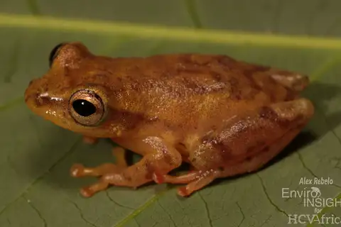 Variable Montane Reed Frog
