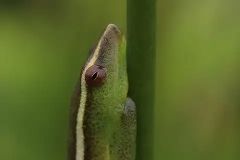 Power's reed frog
