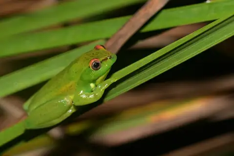 Mette's Reed Frog