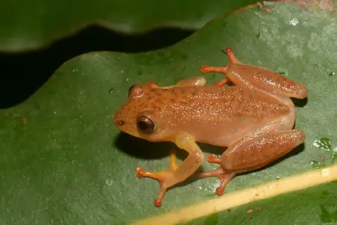 Ruvu Reed Frog