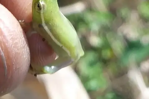 Rwanda Long Reed Frog